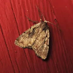 Northern Variable Dart thumbnail 4