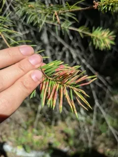 Douglas-Fir Needle Midge thumbnail 3