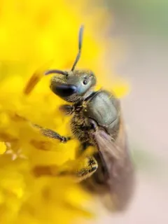 Experienced Sweat Bee thumbnail 1