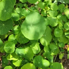 garden nasturtium thumbnail 4