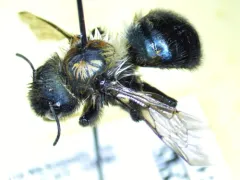 Osmia longula thumbnail 2