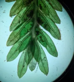 Fissidens ventricosus thumbnail 3