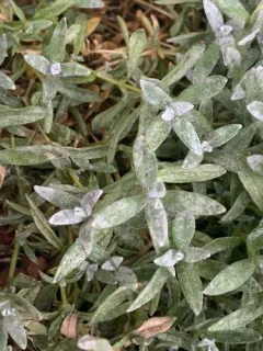 Erysiphe buhrii thumbnail 2