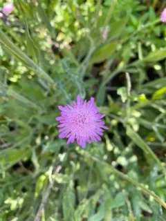 Sweet scabious thumbnail 3