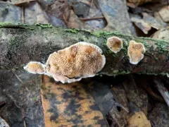 Steccherinum bourdotii thumbnail 4