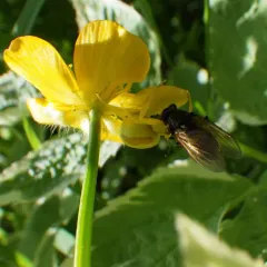 Buttercup Blacklet thumbnail 4