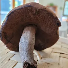 Lilac-brown bolete thumbnail 4
