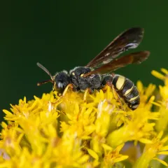 Cerceris clypeata thumbnail 4