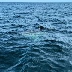 Common Mola thumbnail 4