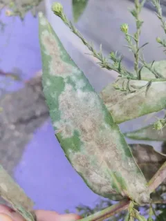 Ampelomyces quisqualis thumbnail 4