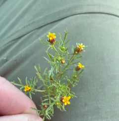 Fetid marigold thumbnail 2