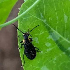Wrinkled Soldier Beetle thumbnail 3