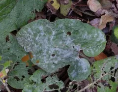 burdock mildew thumbnail 4