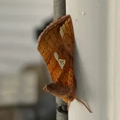 Putnam's Looper Moth thumbnail 2