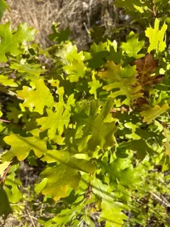 Gambel Oak thumbnail 3