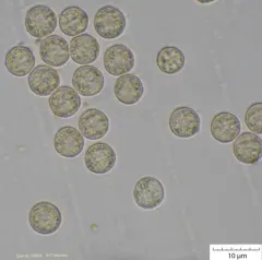 Cribraria argillacea thumbnail 3