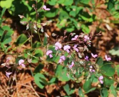Maryland Tick-trefoil thumbnail 2