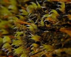Yellow-green Rock Moss thumbnail 4