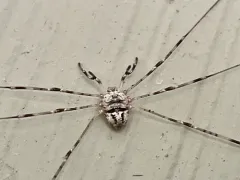 Fork-palped Harvestman thumbnail 2