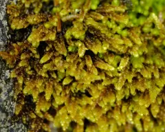 Dieck's hypnum moss thumbnail 4