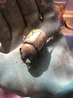 Eastern Hercules Beetle thumbnail 2