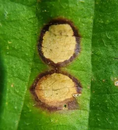 Sphaerulina westendorpii thumbnail 4