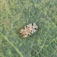 Corythucha mollicula thumbnail 1