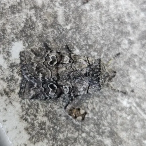 False Pinion Moth