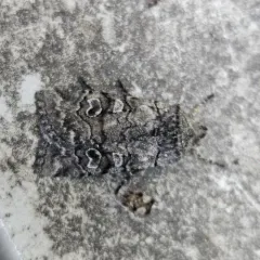 False Pinion Moth thumbnail 1