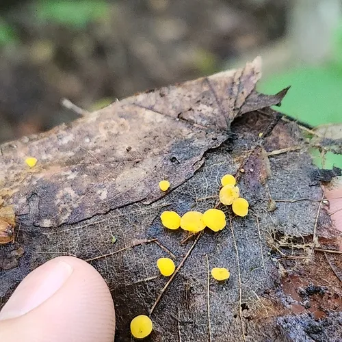 Sulphur Disco