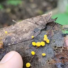 Sulphur Disco thumbnail 1