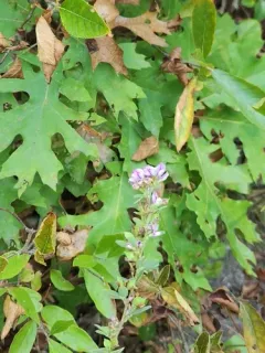 tall bush-clover thumbnail 4