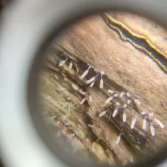 Stemonitopsis typhina thumbnail 2