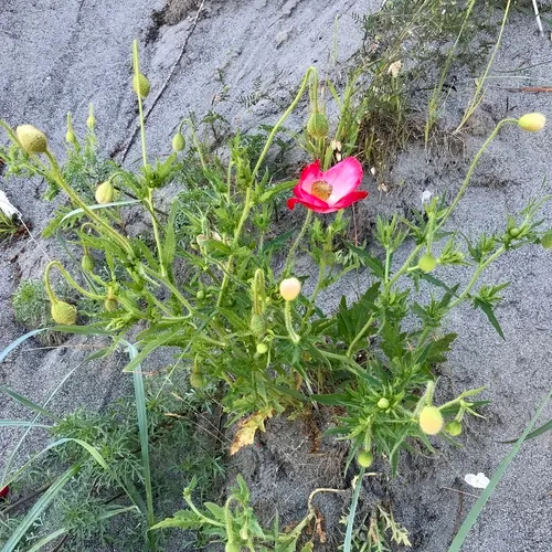 common poppy