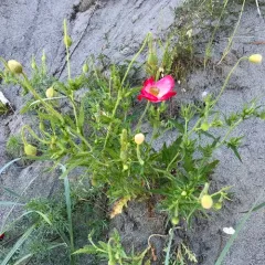 common poppy thumbnail 1