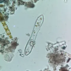Surirella librile thumbnail 4