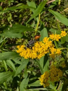Parker's Thread-waisted Wasp thumbnail 4