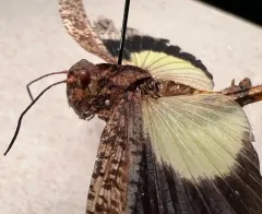 Mottled Sand Grasshopper thumbnail 2