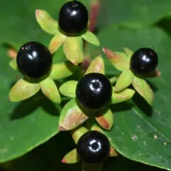 Tutsan thumbnail 2
