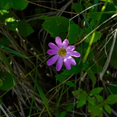 Plymouth gentian thumbnail 4