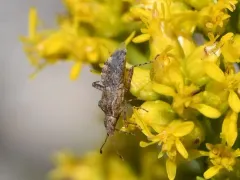Aufeius impressicollis thumbnail 1