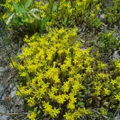 Biting Stonecrop thumbnail 4