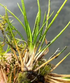 western quillwort thumbnail 2