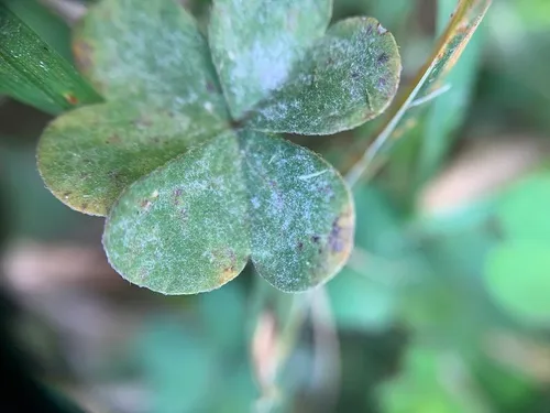 Erysiphe russellii