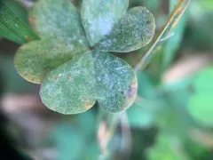 Erysiphe russellii thumbnail 1