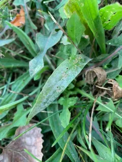 Podosphaera plantaginis thumbnail 2