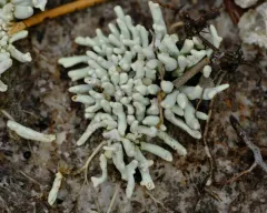 Waterfingers Lichen thumbnail 2