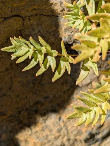 Brewer's cliffbrake