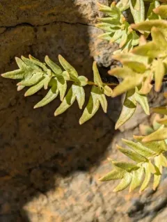 Brewer's cliffbrake thumbnail 1