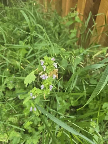Black horehound